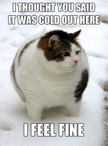 funny-picture-cat-fat-not-cold.jpg?w=221