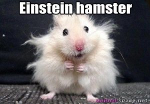 einstein-hamster